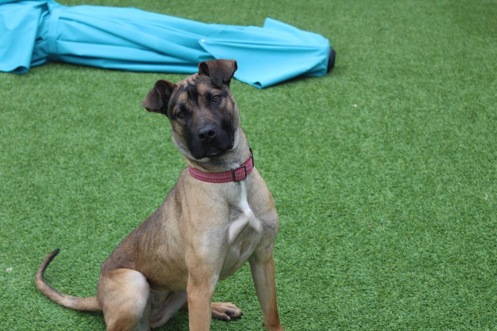 Enlarge Sage, a ADOPTABLE mixed breed in Chestertown, MD image 2/4