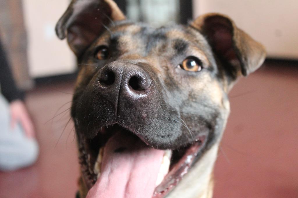 Sage, a ADOPTABLE mixed breed in Chestertown, MD image 3/4