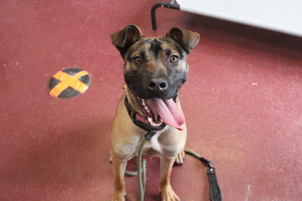 Sage, a ADOPTABLE mixed breed in Chestertown, MD image 1/4