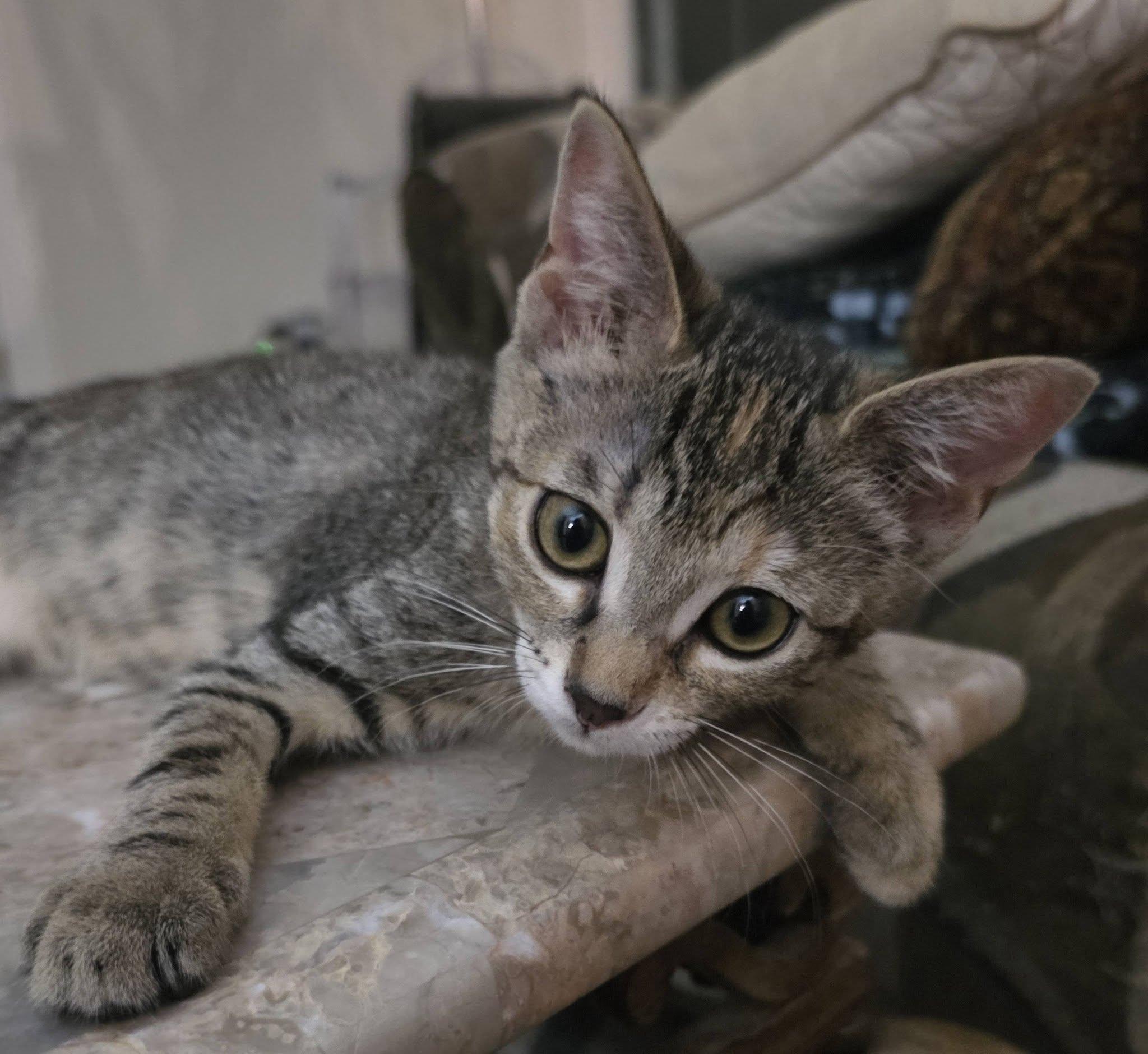 Enlarge Lily, a Adoptable Domestic Short Hair in Brentwood, CA image 5/5