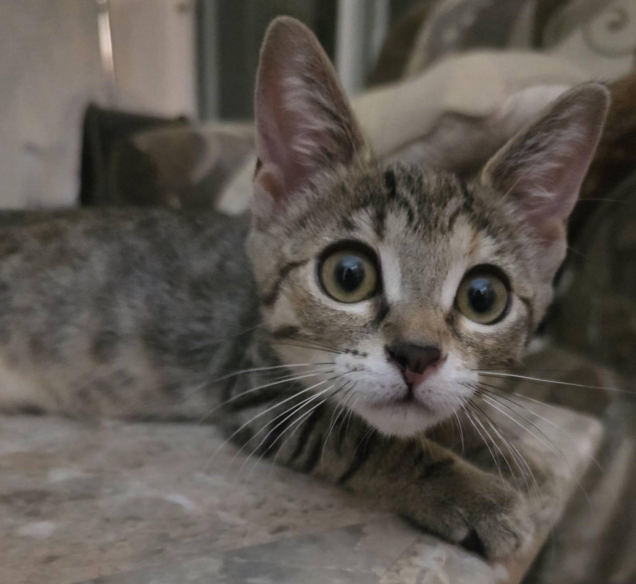 Lily, Adoptable, Kitten Female Domestic Short Hair.