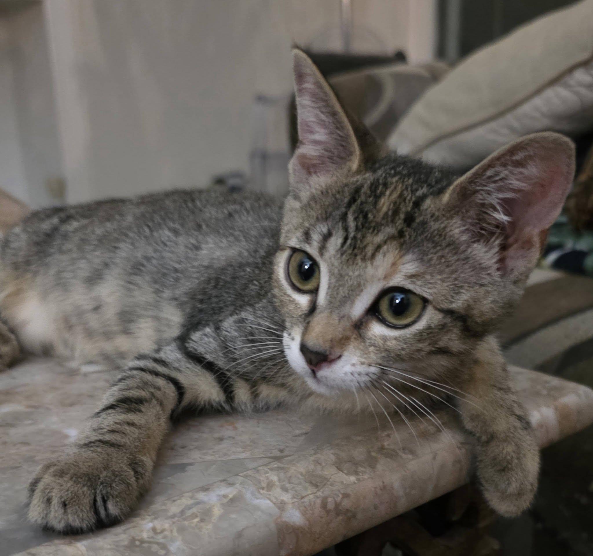 Enlarge Lily, a Adoptable Domestic Short Hair in Brentwood, CA image 2/5