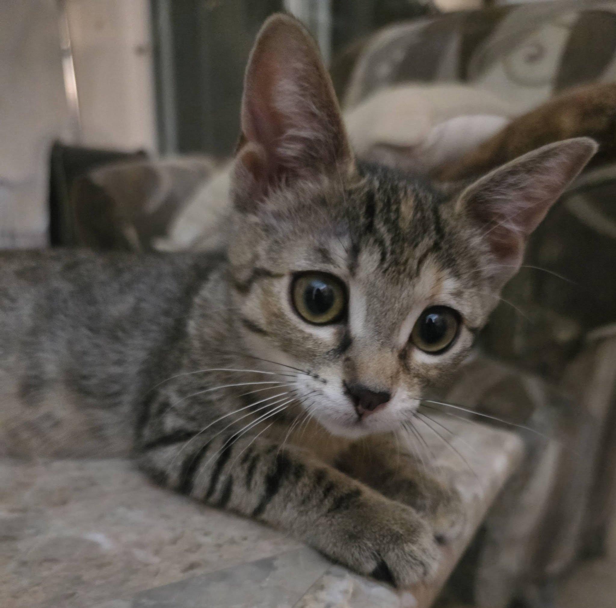 Enlarge Lily, a Adoptable Domestic Short Hair in Brentwood, CA image 3/5