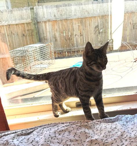 Enlarge Baby, a Adoptable mixed breed in Parkville, MD image 1/6