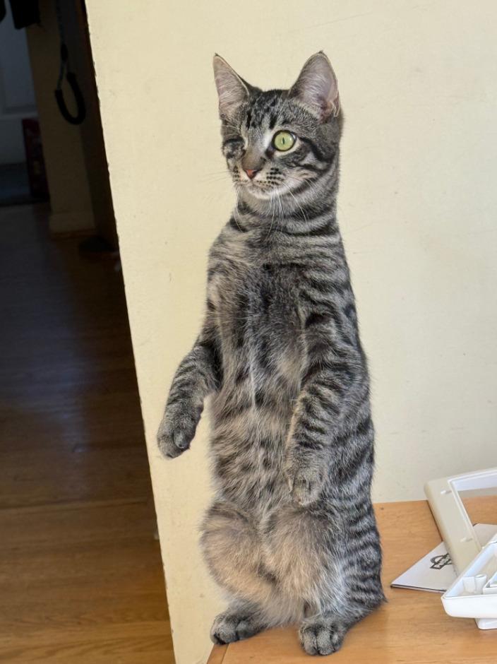 Enlarge Baby, a Adoptable mixed breed in Parkville, MD image 2/6