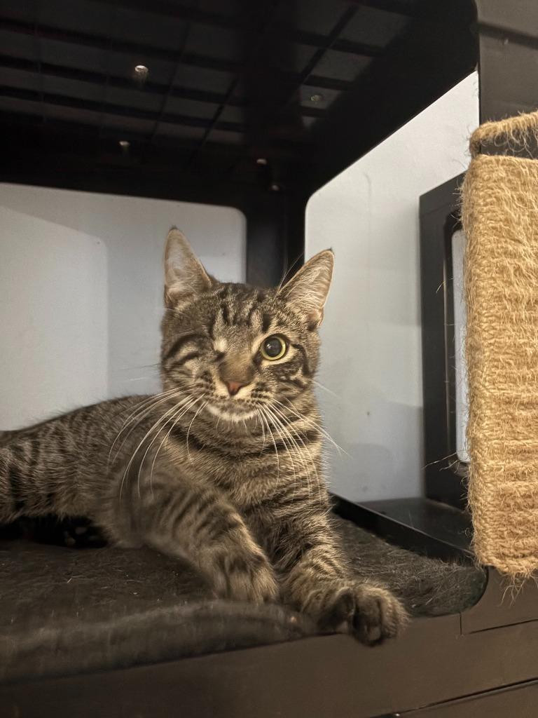 Enlarge Baby, a Adoptable mixed breed in Parkville, MD image 3/6