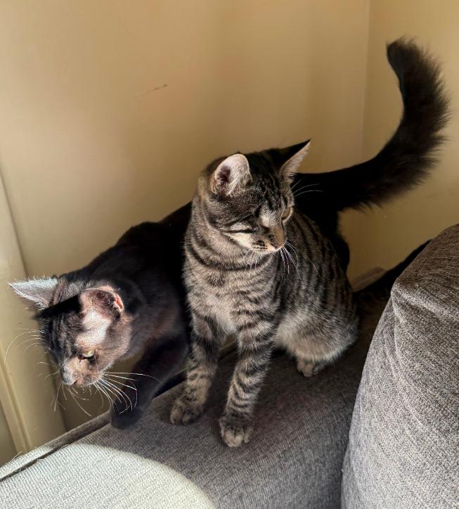 Enlarge Baby, a Adoptable mixed breed in Parkville, MD image 4/6