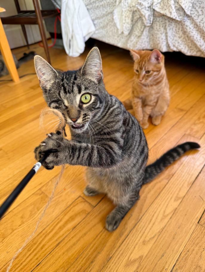 Enlarge Baby, a Adoptable mixed breed in Parkville, MD image 5/6