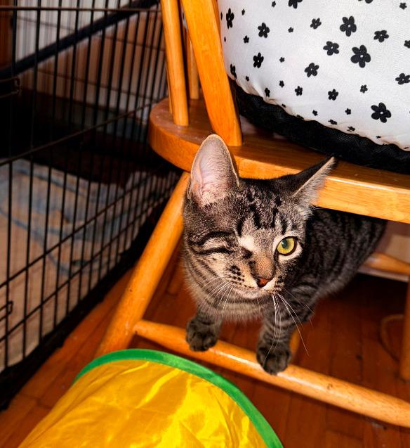 Enlarge Baby, a Adoptable mixed breed in Parkville, MD image 6/6