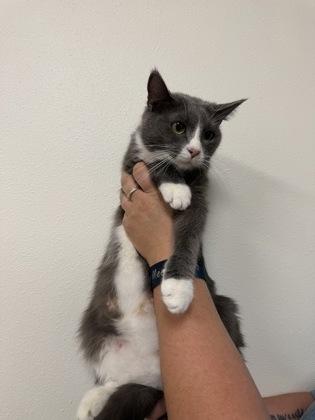 Salad, Adoptable, Adult Female Domestic Short Hair & Domestic Short Hair.