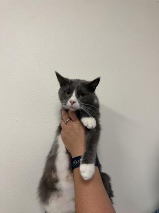 Enlarge Salad, a Adoptable mixed breed in Aberdeen, SD image 2/2