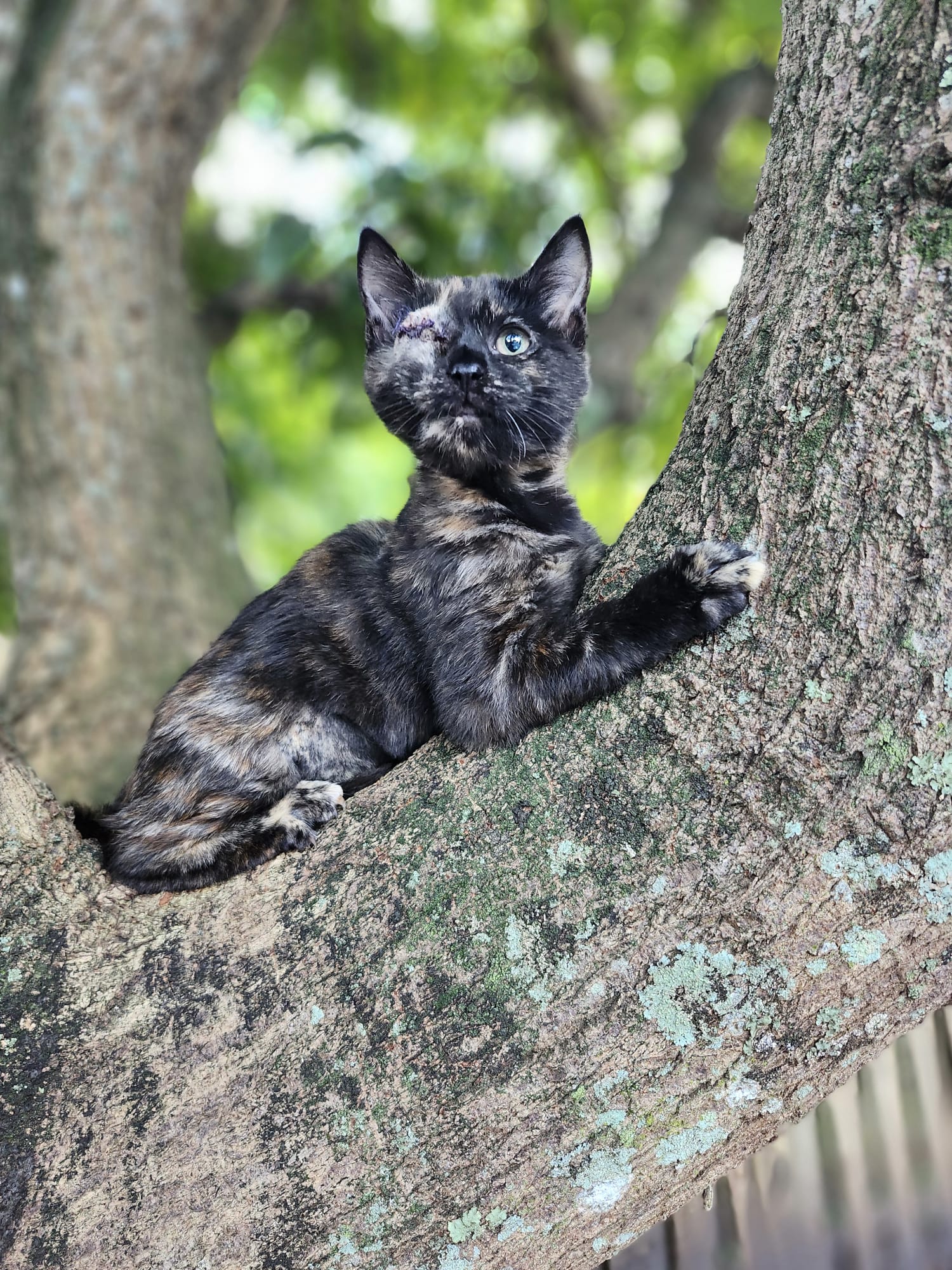 Cat for adoption Artemis, a Tortoiseshell in Sunrise, FL Petfinder
