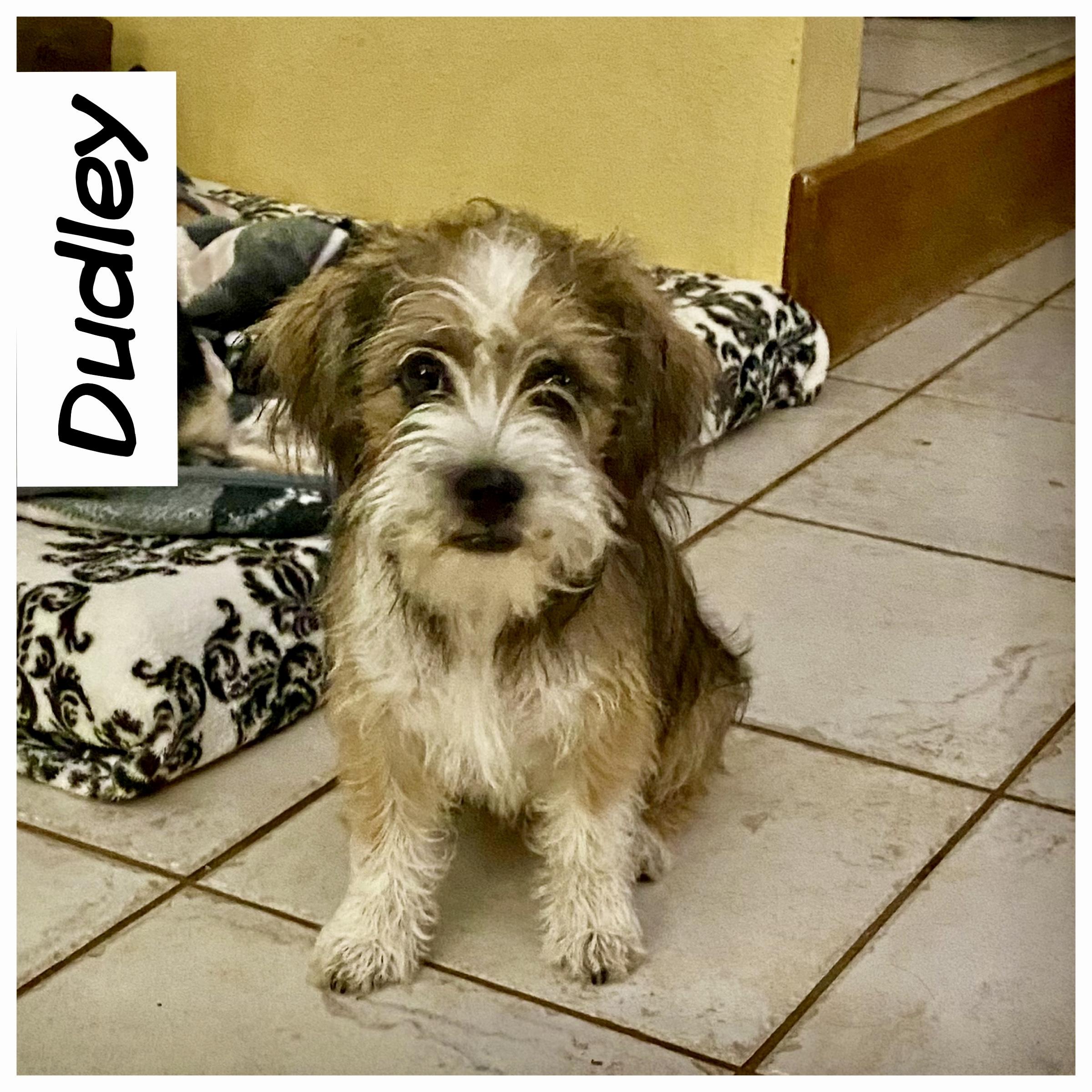 Dudley, ADOPTABLE, Puppy Male Shih Tzu & Chihuahua.
