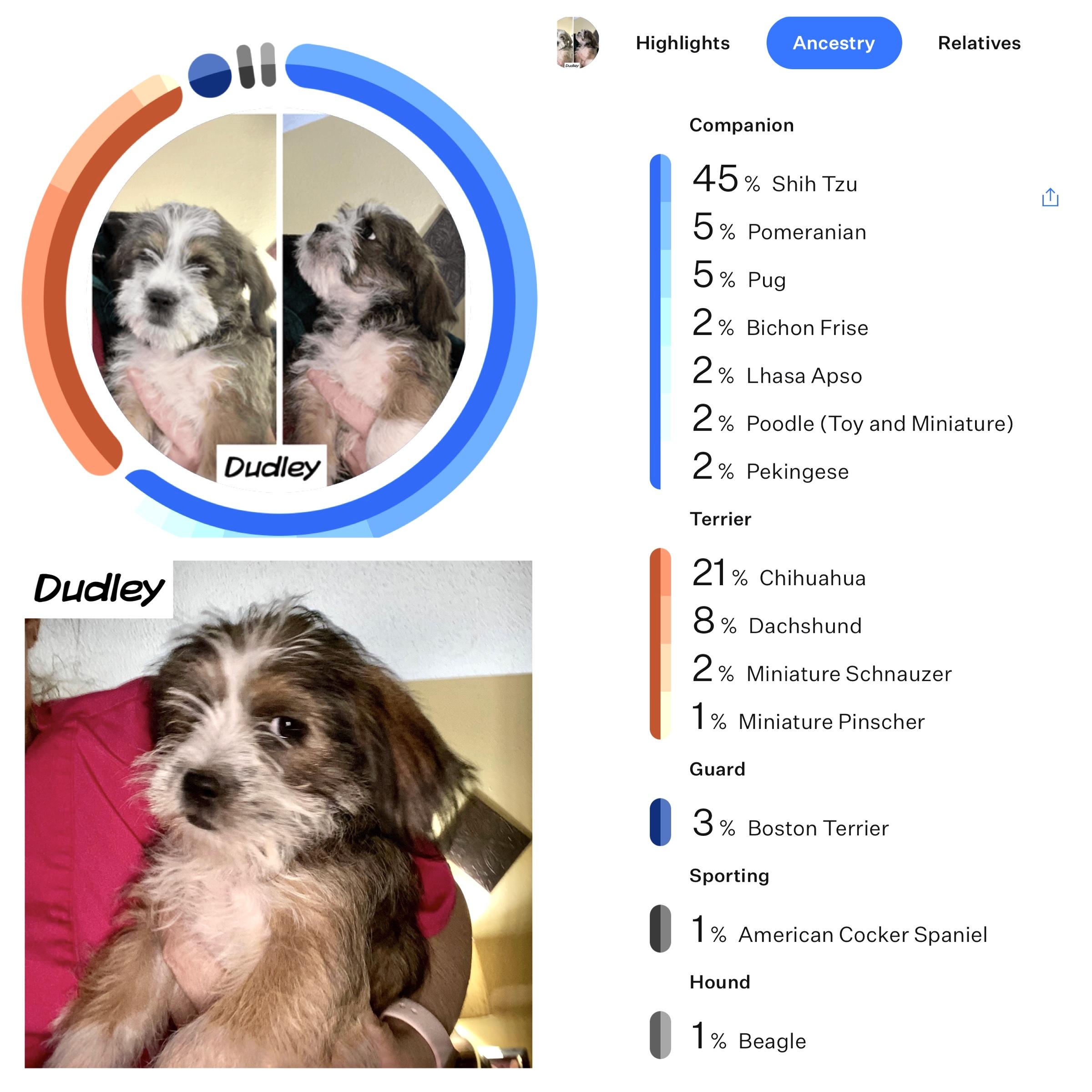 Enlarge Dudley, a ADOPTABLE mixed breed in Edmond, OK image 3/3