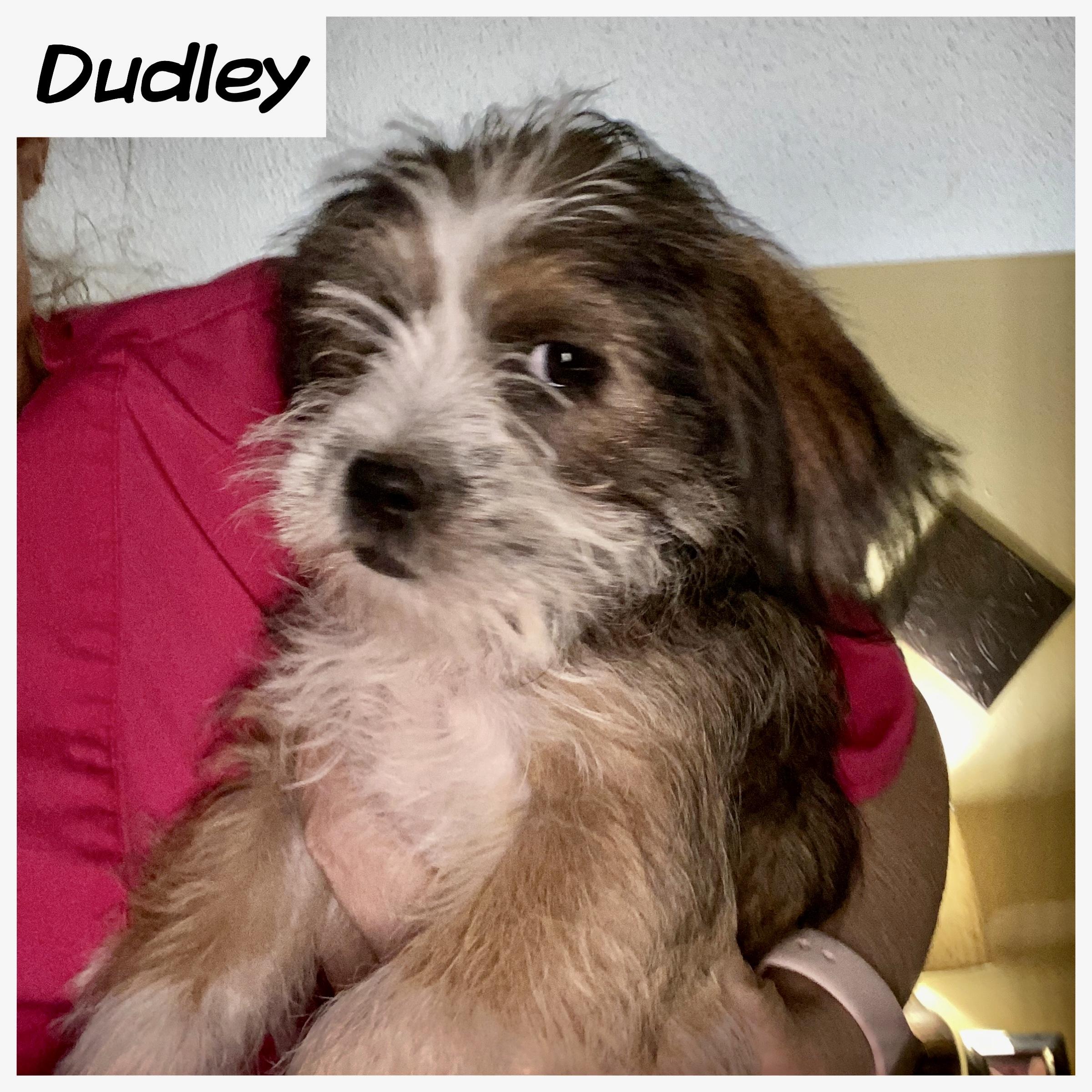 Enlarge Dudley, a ADOPTABLE mixed breed in Edmond, OK image 1/3