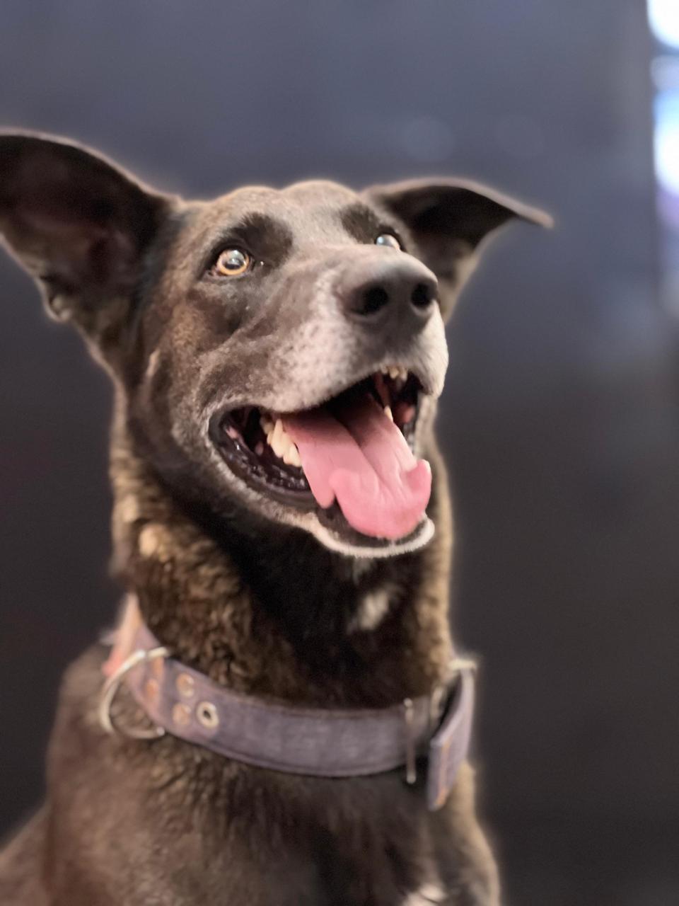 Enlarge Shadow, a Adoptable mixed breed in Vancouver, BC image 1/3