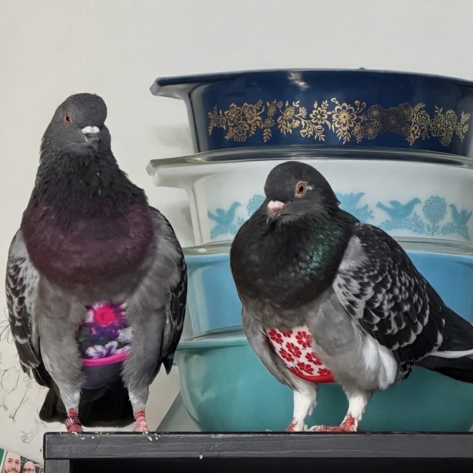 Mildred & Milton (married couple), a ADOPTABLE Pigeon in Chicago, IL image 1/6