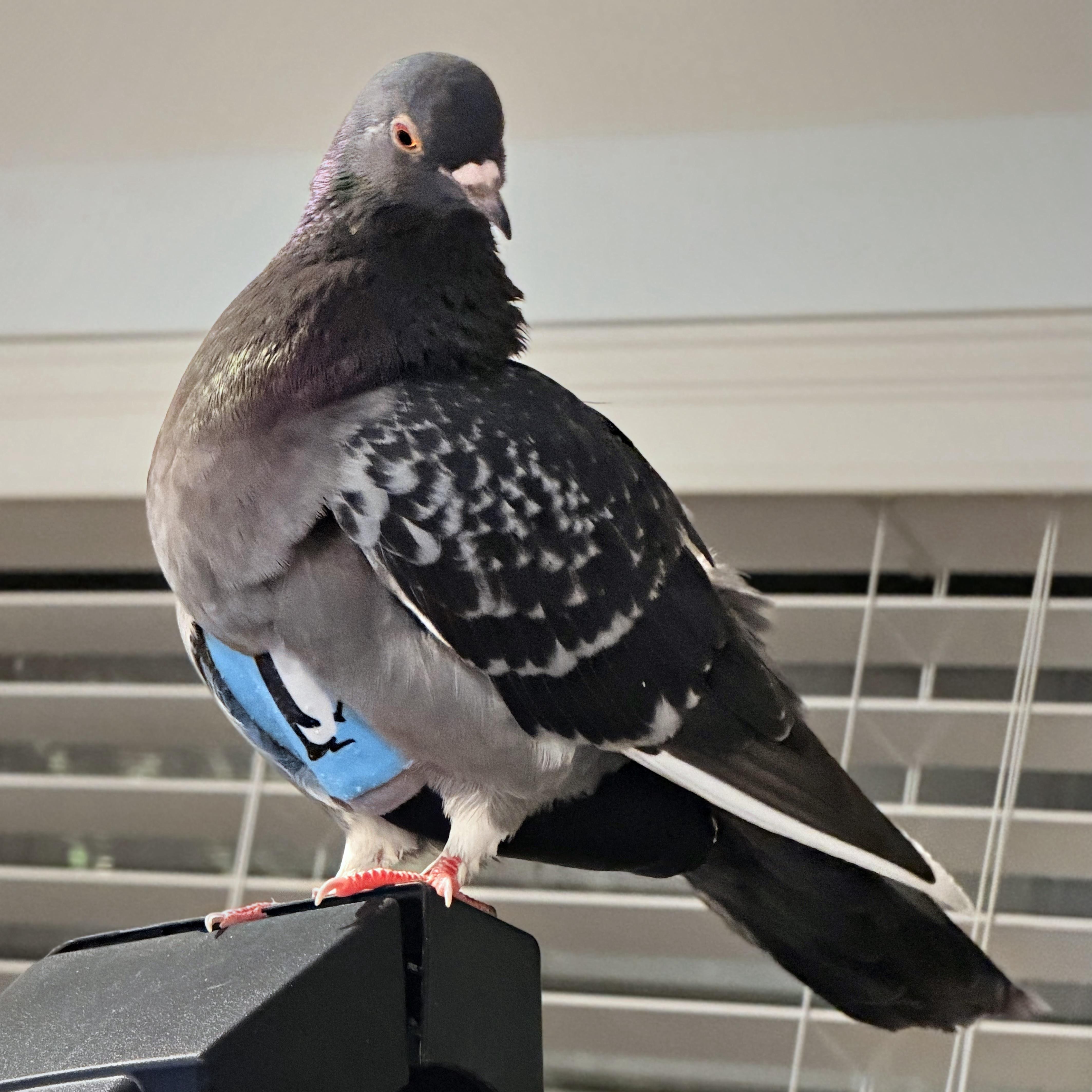 Mildred & Milton (married couple), a ADOPTABLE Pigeon in Chicago, IL image 5/6