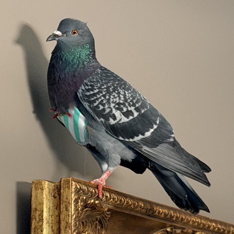 Mildred & Milton (married couple), a ADOPTABLE Pigeon in Chicago, IL image 3/6