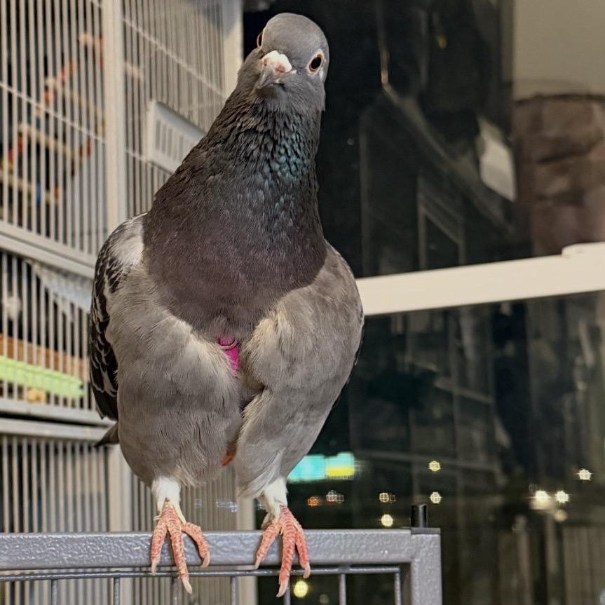 Mildred & Milton (married couple), a ADOPTABLE Pigeon in Chicago, IL image 2/6