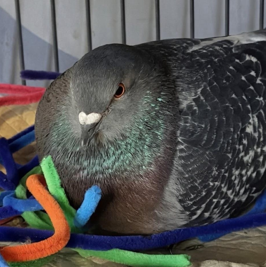 Mildred & Milton (married couple), a ADOPTABLE Pigeon in Chicago, IL image 6/6