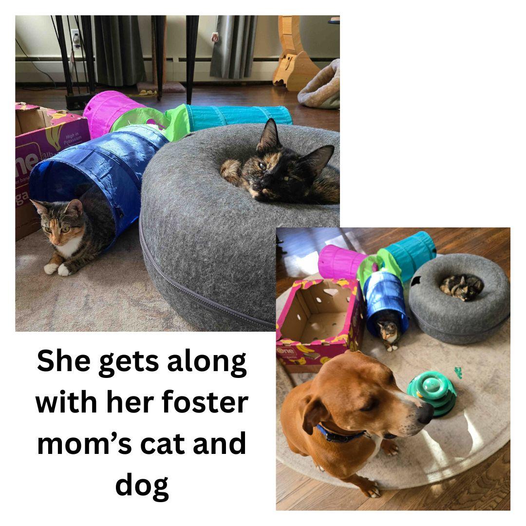 Candace, Adopted, Young Female Domestic Short Hair.