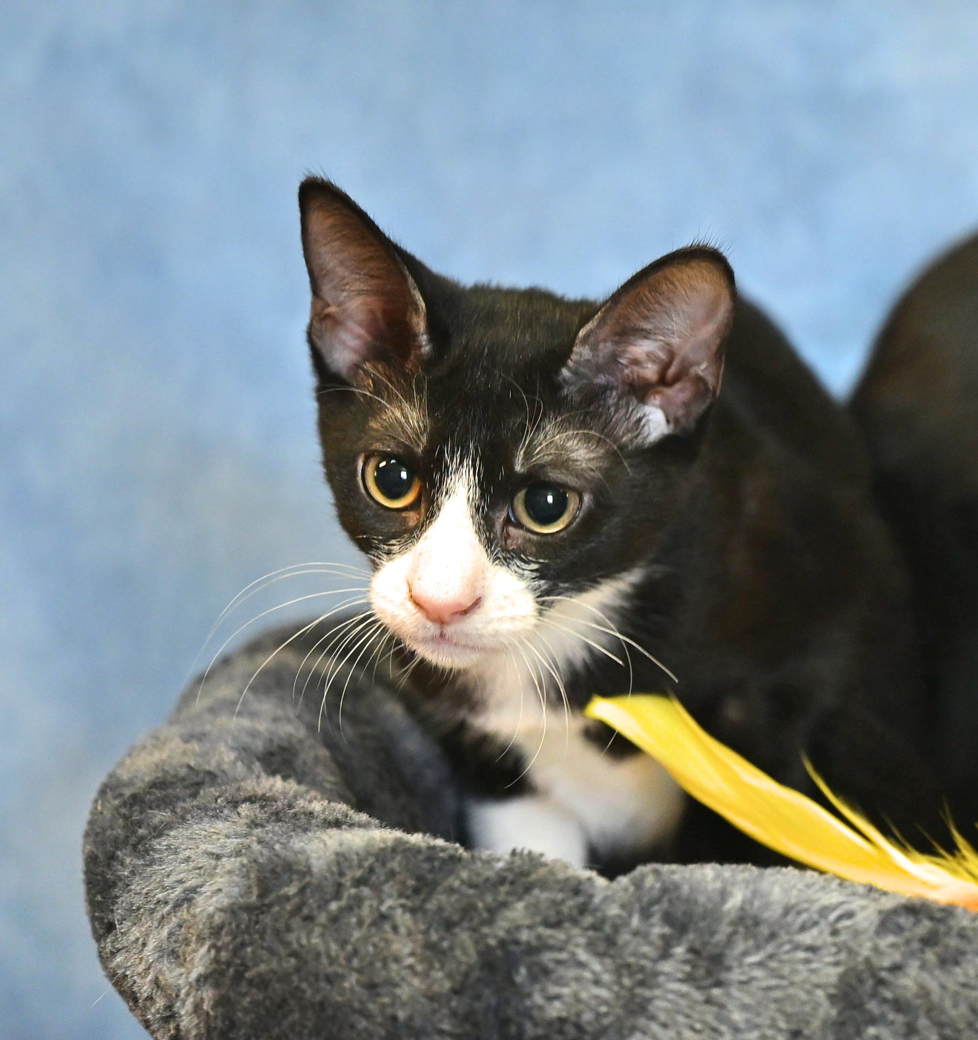 Tulip, Adoptable, Kitten Female Tuxedo.