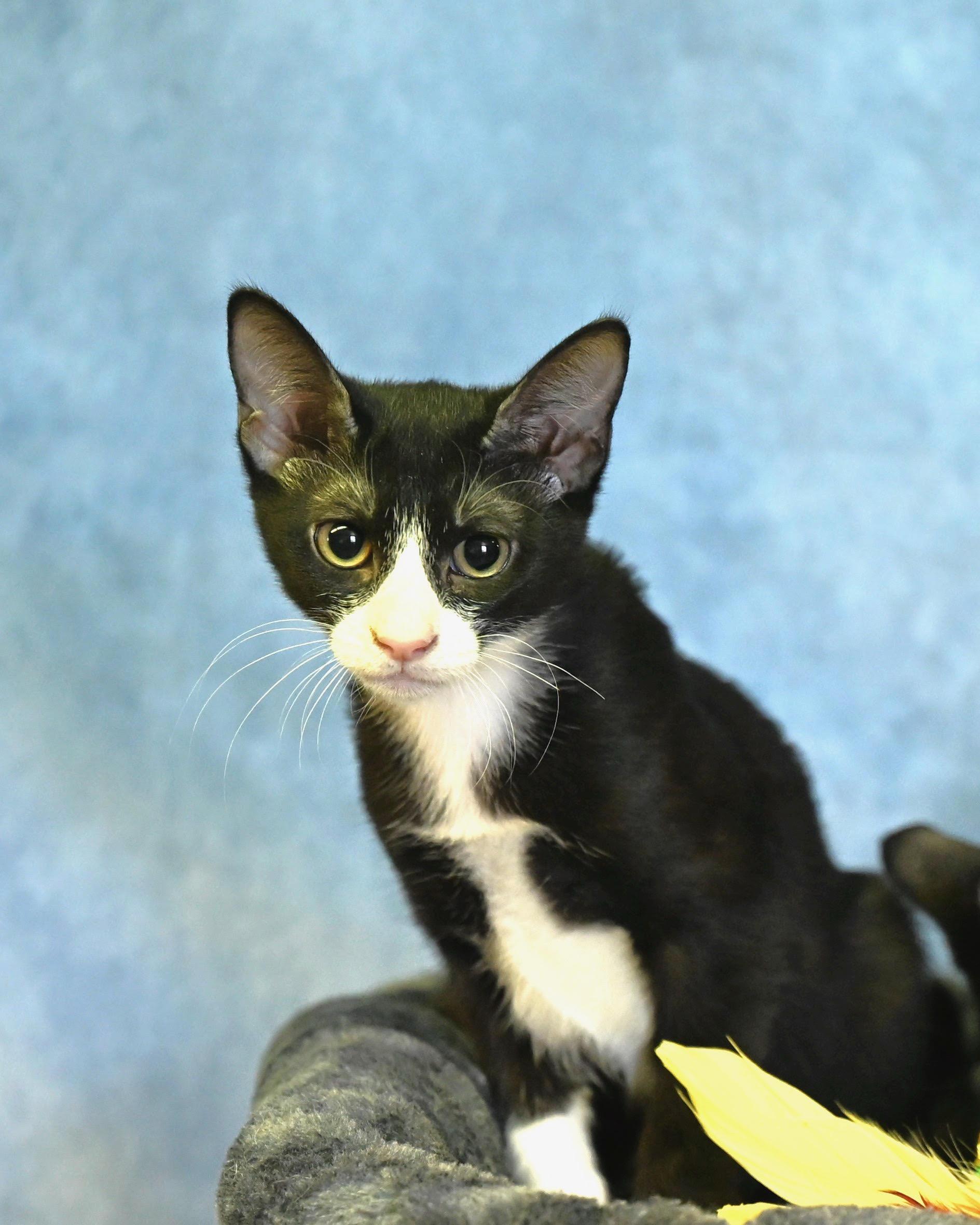 Enlarge Tulip, a Adoptable Tuxedo in Johnston, RI image 2/2