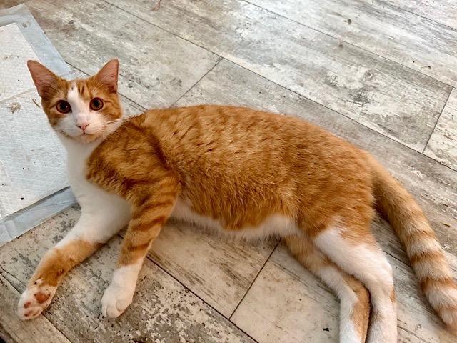 Orange Juice, ADOPTABLE, Young Male Domestic Short Hair.
