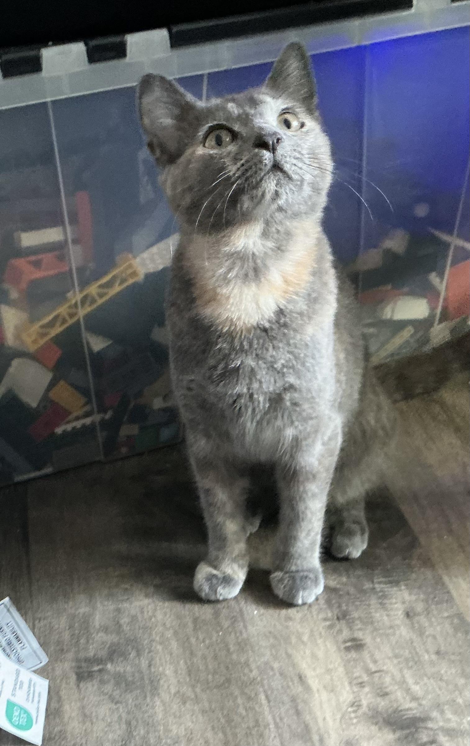 Enlarge Sophia, a ADOPTABLE Dilute Tortoiseshell in Woodinville, WA image 3/4