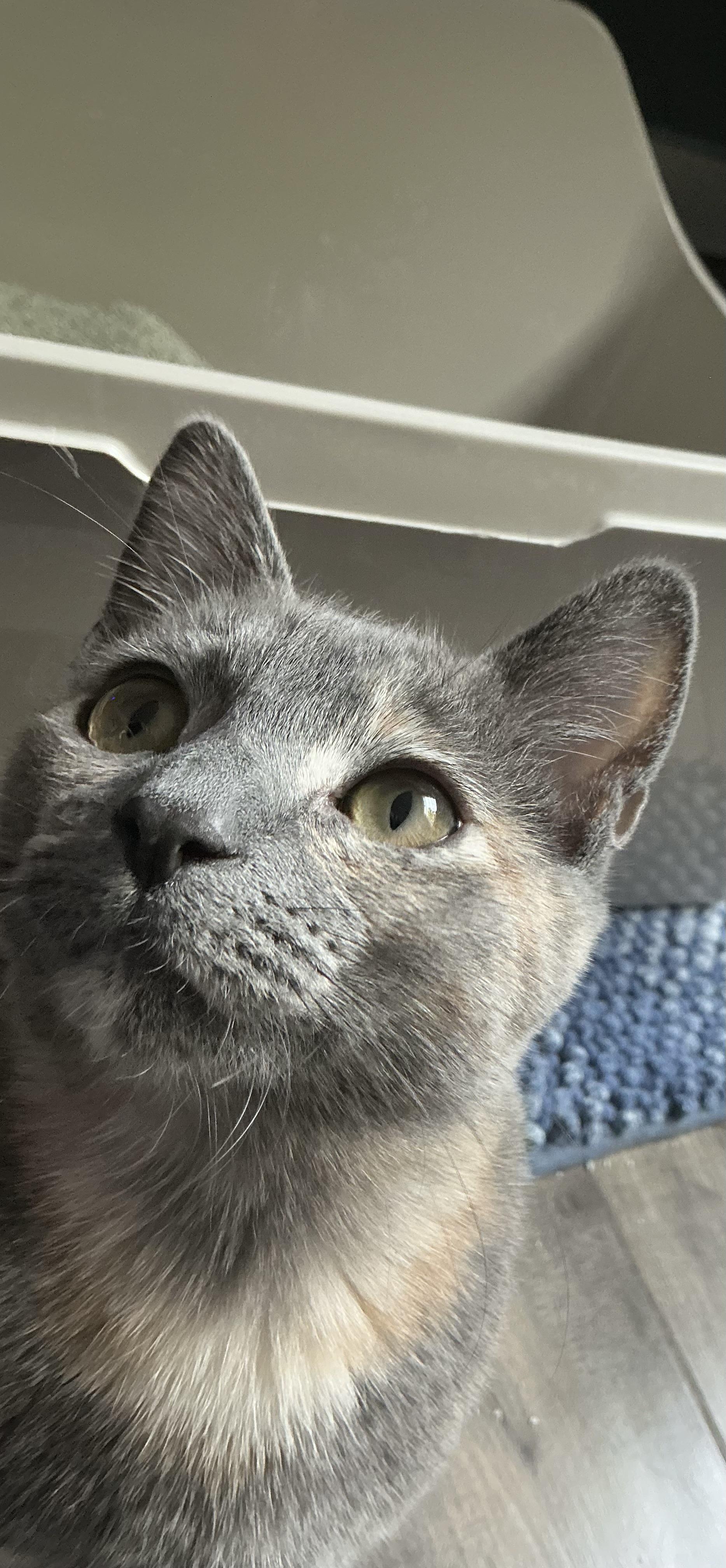 Enlarge Sophia, a ADOPTABLE Dilute Tortoiseshell in Woodinville, WA image 2/4