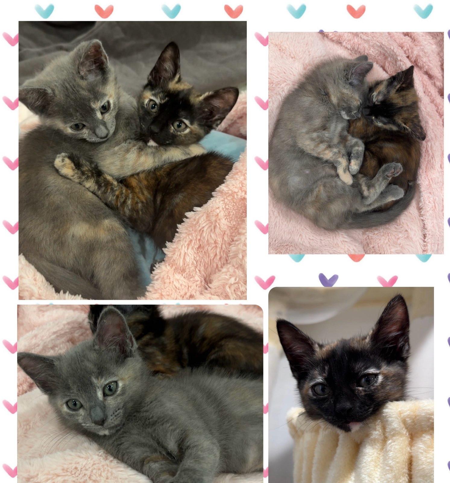 Enlarge Sophia, a ADOPTABLE Dilute Tortoiseshell in Woodinville, WA image 4/4
