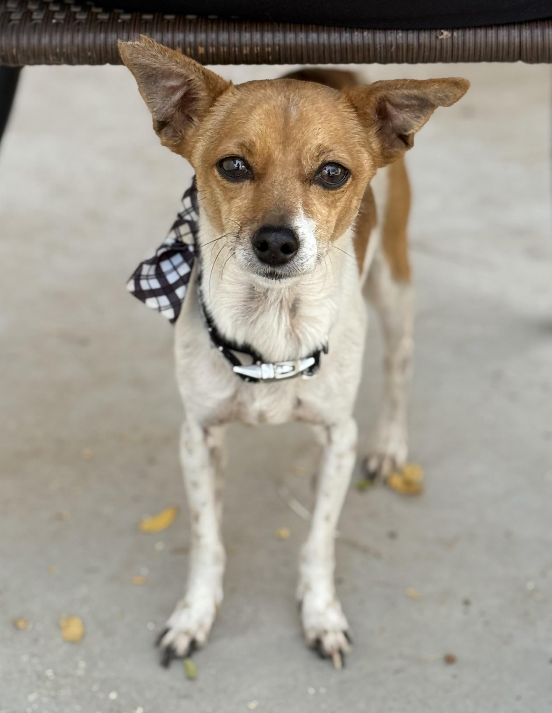 Devo, Adoptable, Adult Male Chihuahua & Italian Greyhound.