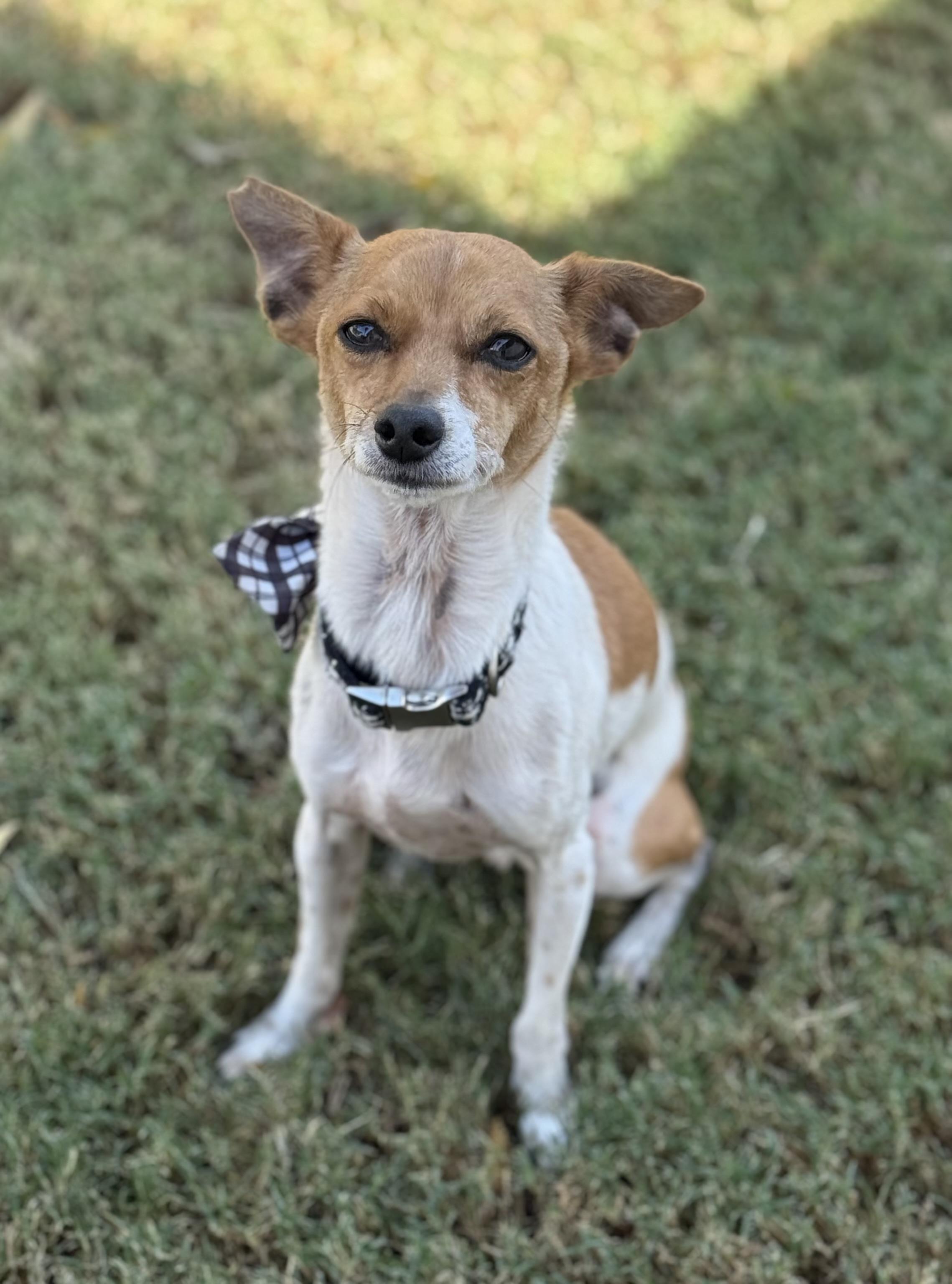 Enlarge Devo, a Adoptable mixed breed in Phoenix, AZ image 2/4