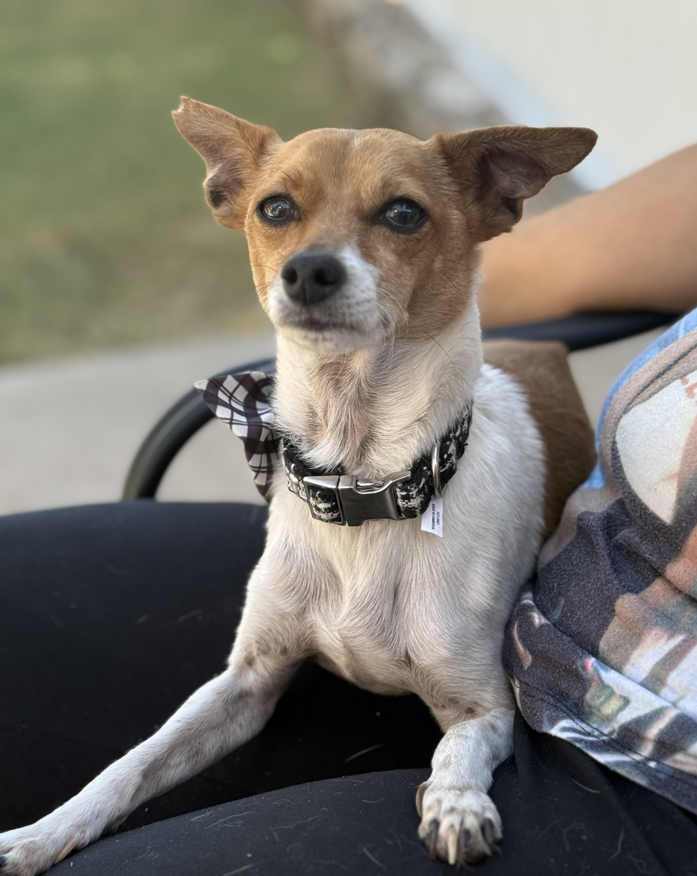 Enlarge Devo, a Adoptable mixed breed in Phoenix, AZ image 4/4