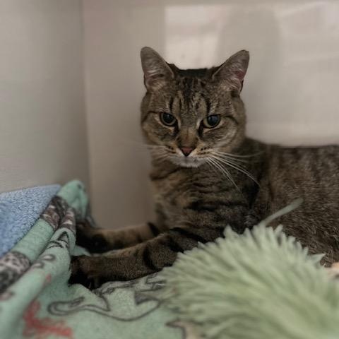 Enlarge Mouse, a Adopted Domestic Short Hair in East Brunswick, NJ image 2/5