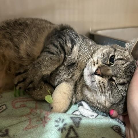 Enlarge Mouse, a Adopted Domestic Short Hair in East Brunswick, NJ image 3/5