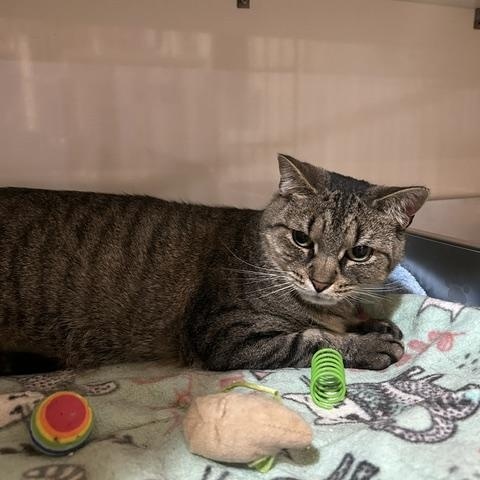 Enlarge Mouse, a Adopted Domestic Short Hair in East Brunswick, NJ image 4/5