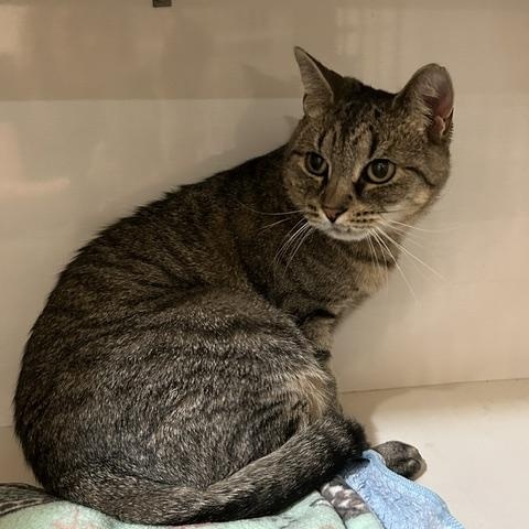 Enlarge Mouse, a Adopted Domestic Short Hair in East Brunswick, NJ image 5/5