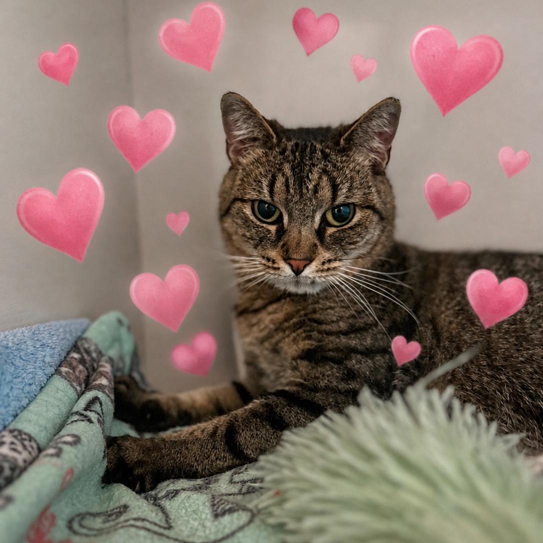 Mouse, Adopted, Young Female Domestic Short Hair.