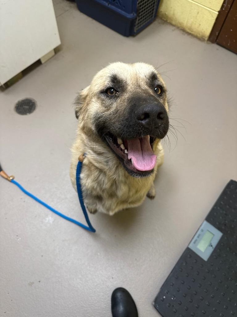 Enlarge Parker, a Adoptable Anatolian Shepherd in Crossville, TN image 1/1