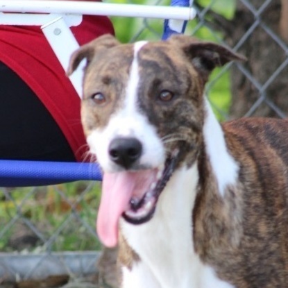Enlarge Mary, a Adoptable Greyhound in Philadelphia, PA image 3/6