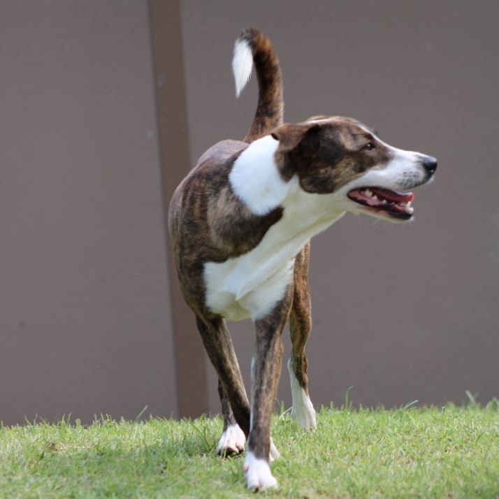 Mary, Adoptable, Adult Female Greyhound.