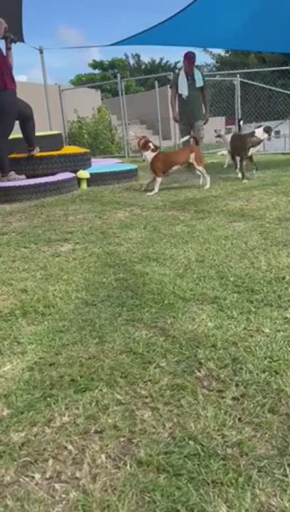 Enlarge Mary, a Adoptable Greyhound in Philadelphia, PA video 6/6