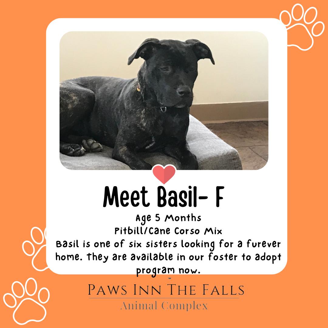 Enlarge Basil, an adopted mixed breed in Wheatfield, NY image 1/1