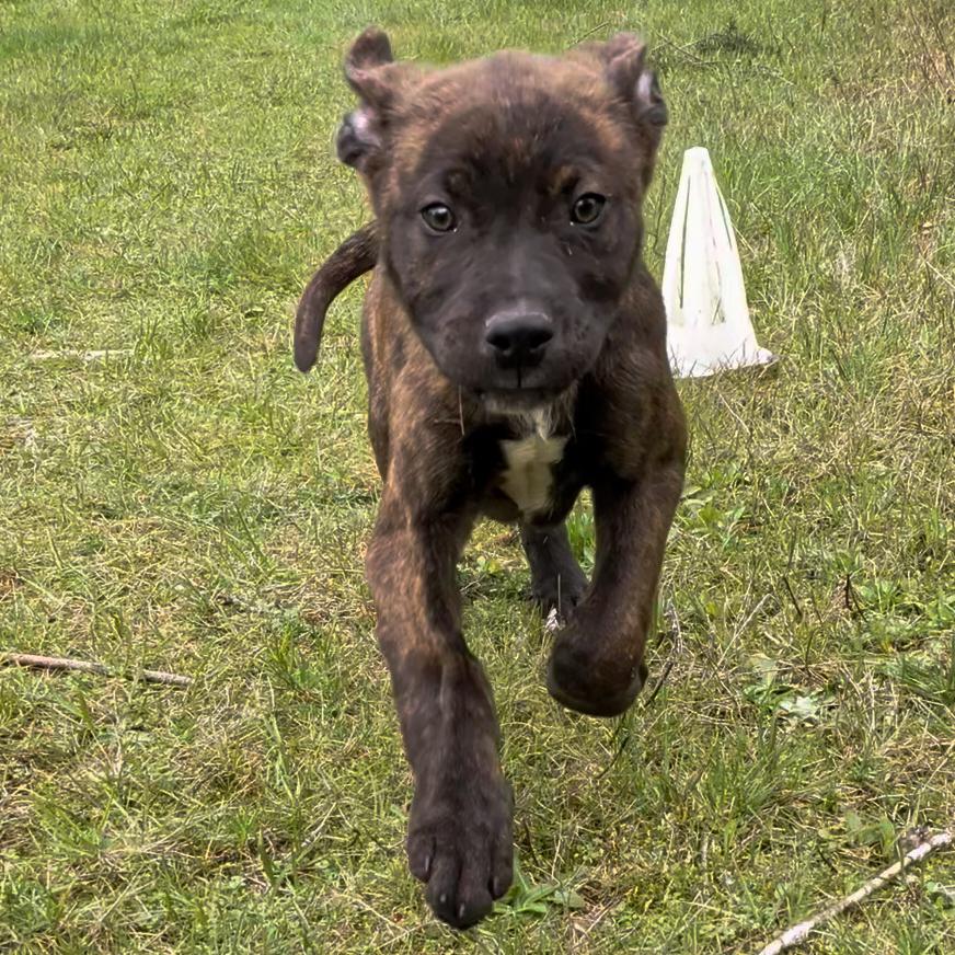 Enlarge Charlie, a Adoptable Pit Bull Terrier in Oakville, WA image 1/6