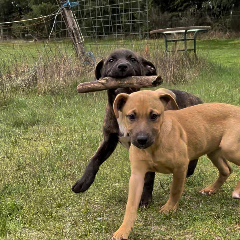 Enlarge Charlie, a Adoptable Pit Bull Terrier in Oakville, WA image 2/6