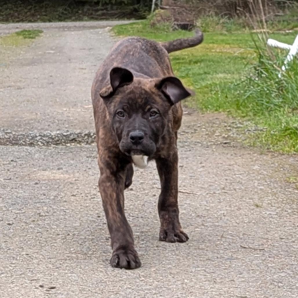 Enlarge Charlie, a Adoptable Pit Bull Terrier in Oakville, WA image 3/6