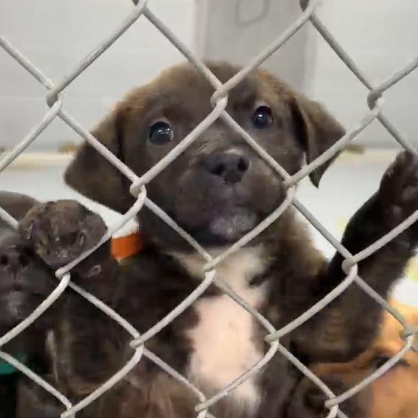 Charlie, Adoptable, Puppy Male Pit Bull Terrier & Labrador Retriever.