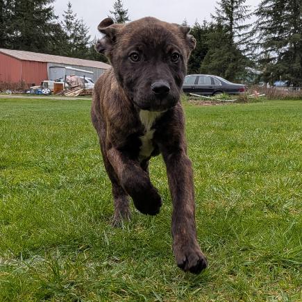 Enlarge Charlie, a Adoptable Pit Bull Terrier in Oakville, WA image 5/6